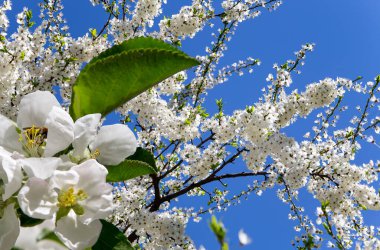 Bahar mevsiminde büyük beyaz çiçeklerle çiçek açan elma dalı (bahar arkaplanı beyaz çiçeklerle