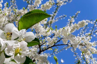 Bahar mevsiminde büyük beyaz çiçeklerle çiçek açan elma dalı (bahar arkaplanı beyaz çiçeklerle
