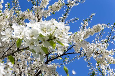 Bahar mevsiminde büyük beyaz çiçeklerle çiçek açan elma dalı (bahar arkaplanı beyaz çiçeklerle