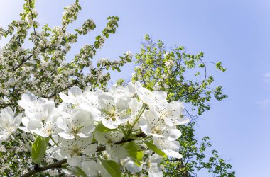 Bahar mevsiminde büyük beyaz çiçeklerle çiçek açan elma dalı (bahar arkaplanı beyaz çiçeklerle