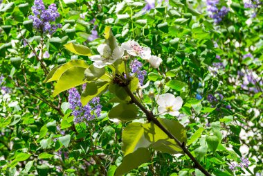 Bahar mevsiminde büyük beyaz çiçeklerle çiçek açan elma dalı (bahar arkaplanı beyaz çiçeklerle