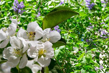 Bahar mevsiminde büyük beyaz çiçeklerle çiçek açan elma dalı (bahar arkaplanı beyaz çiçeklerle
