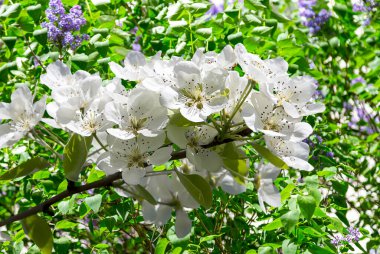 Bahar mevsiminde büyük beyaz çiçeklerle çiçek açan elma dalı (bahar arkaplanı beyaz çiçeklerle