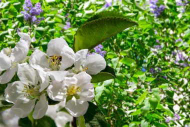 Bahar mevsiminde büyük beyaz çiçeklerle çiçek açan elma dalı (bahar arkaplanı beyaz çiçeklerle