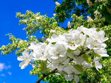 Bahar mevsiminde büyük beyaz çiçeklerle çiçek açan elma dalı (bahar arkaplanı beyaz çiçeklerle