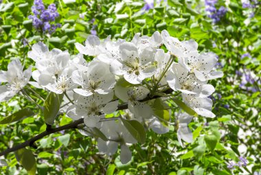 Bahar mevsiminde büyük beyaz çiçeklerle çiçek açan elma dalı (bahar arkaplanı beyaz çiçeklerle