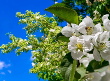 Bahar mevsiminde büyük beyaz çiçeklerle çiçek açan elma dalı (bahar arkaplanı beyaz çiçeklerle