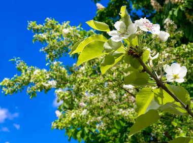 Bahar mevsiminde büyük beyaz çiçeklerle çiçek açan elma dalı (bahar arkaplanı beyaz çiçeklerle
