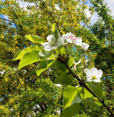 Bahar mevsiminde büyük beyaz çiçeklerle çiçek açan elma dalı (bahar arkaplanı beyaz çiçeklerle