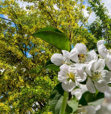 Bahar mevsiminde büyük beyaz çiçeklerle çiçek açan elma dalı (bahar arkaplanı beyaz çiçeklerle