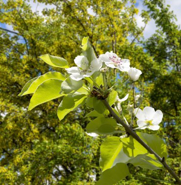 Bahar mevsiminde büyük beyaz çiçeklerle çiçek açan elma dalı (bahar arkaplanı beyaz çiçeklerle