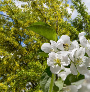 Bahar mevsiminde büyük beyaz çiçeklerle çiçek açan elma dalı (bahar arkaplanı beyaz çiçeklerle