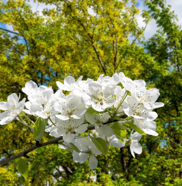 Bahar mevsiminde büyük beyaz çiçeklerle çiçek açan elma dalı (bahar arkaplanı beyaz çiçeklerle