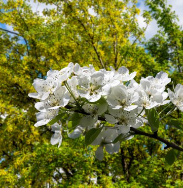 Bahar mevsiminde büyük beyaz çiçeklerle çiçek açan elma dalı (bahar arkaplanı beyaz çiçeklerle
