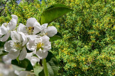 Bahar mevsiminde büyük beyaz çiçeklerle çiçek açan elma dalı (bahar arkaplanı beyaz çiçeklerle