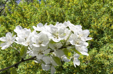 Bahar mevsiminde büyük beyaz çiçeklerle çiçek açan elma dalı (bahar arkaplanı beyaz çiçeklerle