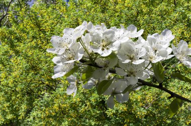 Bahar mevsiminde büyük beyaz çiçeklerle çiçek açan elma dalı (bahar arkaplanı beyaz çiçeklerle