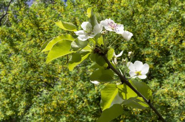 Bahar mevsiminde büyük beyaz çiçeklerle çiçek açan elma dalı (bahar arkaplanı beyaz çiçeklerle