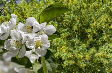 Bahar mevsiminde büyük beyaz çiçeklerle çiçek açan elma dalı (bahar arkaplanı beyaz çiçeklerle