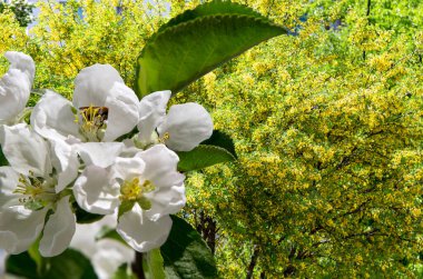 Bahar mevsiminde büyük beyaz çiçeklerle çiçek açan elma dalı (bahar arkaplanı beyaz çiçeklerle