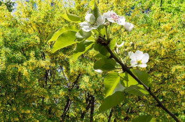 Bahar mevsiminde büyük beyaz çiçeklerle çiçek açan elma dalı (bahar arkaplanı beyaz çiçeklerle