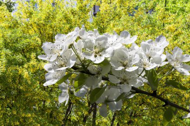 Bahar mevsiminde büyük beyaz çiçeklerle çiçek açan elma dalı (bahar arkaplanı beyaz çiçeklerle