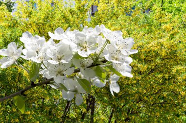 Bahar mevsiminde büyük beyaz çiçeklerle çiçek açan elma dalı (bahar arkaplanı beyaz çiçeklerle