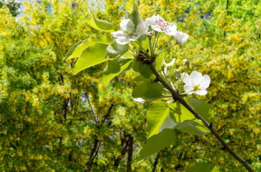 Bahar mevsiminde büyük beyaz çiçeklerle çiçek açan elma dalı (bahar arkaplanı beyaz çiçeklerle