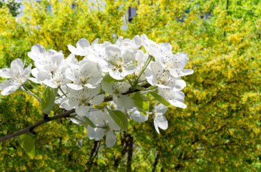 Bahar mevsiminde büyük beyaz çiçeklerle çiçek açan elma dalı (bahar arkaplanı beyaz çiçeklerle