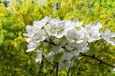 Bahar mevsiminde büyük beyaz çiçeklerle çiçek açan elma dalı (bahar arkaplanı beyaz çiçeklerle