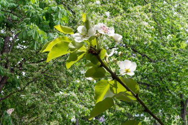 Bahar mevsiminde büyük beyaz çiçeklerle çiçek açan elma dalı (bahar arkaplanı beyaz çiçeklerle