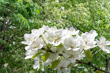Bahar mevsiminde büyük beyaz çiçeklerle çiçek açan elma dalı (bahar arkaplanı beyaz çiçeklerle