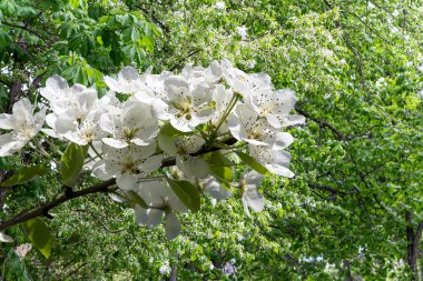 Bahar mevsiminde büyük beyaz çiçeklerle çiçek açan elma dalı (bahar arkaplanı beyaz çiçeklerle