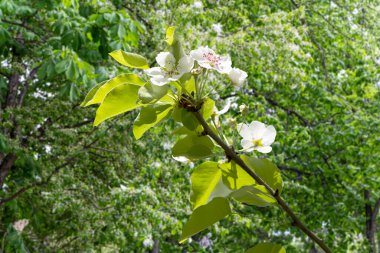 Bahar mevsiminde büyük beyaz çiçeklerle çiçek açan elma dalı (bahar arkaplanı beyaz çiçeklerle