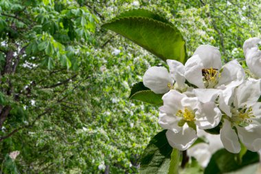 Bahar mevsiminde büyük beyaz çiçeklerle çiçek açan elma dalı (bahar arkaplanı beyaz çiçeklerle
