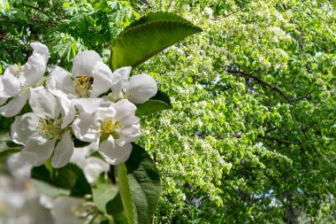 Bahar mevsiminde büyük beyaz çiçeklerle çiçek açan elma dalı (bahar arkaplanı beyaz çiçeklerle