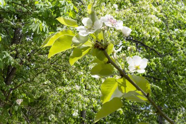 Bahar mevsiminde büyük beyaz çiçeklerle çiçek açan elma dalı (bahar arkaplanı beyaz çiçeklerle