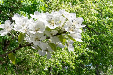 Bahar mevsiminde büyük beyaz çiçeklerle çiçek açan elma dalı (bahar arkaplanı beyaz çiçeklerle