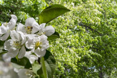 Bahar mevsiminde büyük beyaz çiçeklerle çiçek açan elma dalı (bahar arkaplanı beyaz çiçeklerle