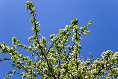 Bahar zamanı çiçek açan ağaç (elma, erik, kiraz, armut) (beyaz çiçekli bahar arkaplanı). Güneşli bir gün  