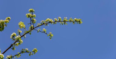Bahar zamanı çiçek açan ağaç (elma, erik, kiraz, armut) (beyaz çiçekli bahar arkaplanı). Güneşli bir gün  