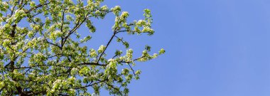 Bahar zamanı çiçek açan ağaç (elma, erik, kiraz, armut) (beyaz çiçekli bahar arkaplanı). Güneşli bir gün  