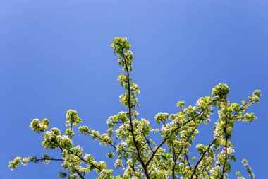 Bahar zamanı çiçek açan ağaç (elma, erik, kiraz, armut) (beyaz çiçekli bahar arkaplanı). Güneşli bir gün  