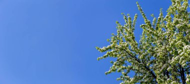 Bahar zamanı çiçek açan ağaç (elma, erik, kiraz, armut) (beyaz çiçekli bahar arkaplanı). Güneşli bir gün 