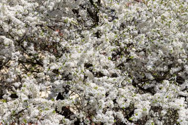 Bahar zamanı çiçek açan ağaç (elma, erik, kiraz, armut) (beyaz çiçekli bahar arkaplanı). Güneşli bir gün 
