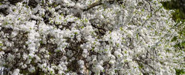 Bahar zamanı çiçek açan ağaç (elma, erik, kiraz, armut) (beyaz çiçekli bahar arkaplanı). Güneşli bir gün 