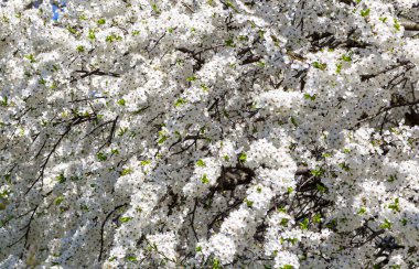 Bahar zamanı çiçek açan ağaç (elma, erik, kiraz, armut) (beyaz çiçekli bahar arkaplanı). Güneşli bir gün 