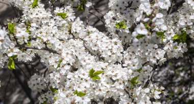 Bahar zamanı çiçek açan ağaç (elma, erik, kiraz, armut) (beyaz çiçekli bahar arkaplanı). Güneşli bir gün 