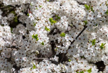 Bahar zamanı çiçek açan ağaç (elma, erik, kiraz, armut) (beyaz çiçekli bahar arkaplanı). Güneşli bir gün 