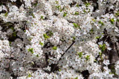 Bahar zamanı çiçek açan ağaç (elma, erik, kiraz, armut) (beyaz çiçekli bahar arkaplanı). Güneşli bir gün 
